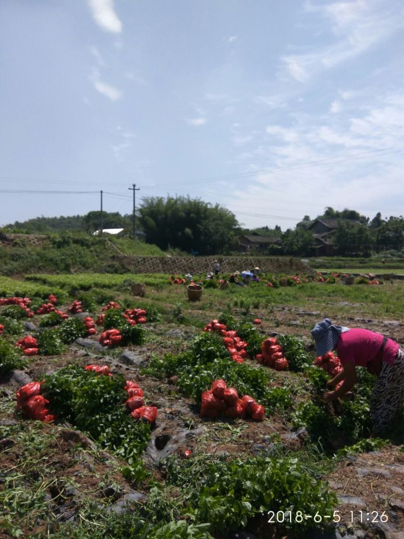茉莉花：诚信为本。合作共赢，数量有五十万数。充足得很