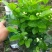 茉莉花：诚信为本。合作共赢，数量有五十万数。充足得很