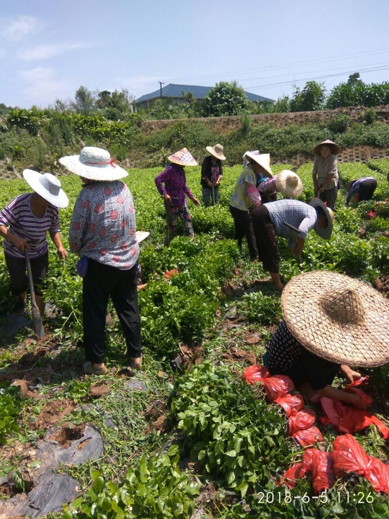 茉莉花：诚信为本。合作共赢，数量有五十万数。充足得很