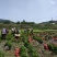 茉莉花：诚信为本。合作共赢，数量有五十万数。充足得很
