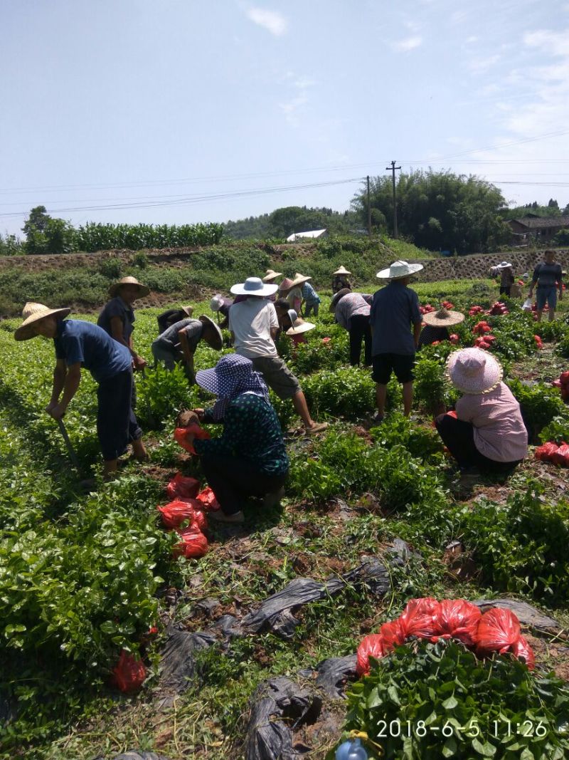 茉莉花：诚信为本。合作共赢，数量有五十万数。充足得很