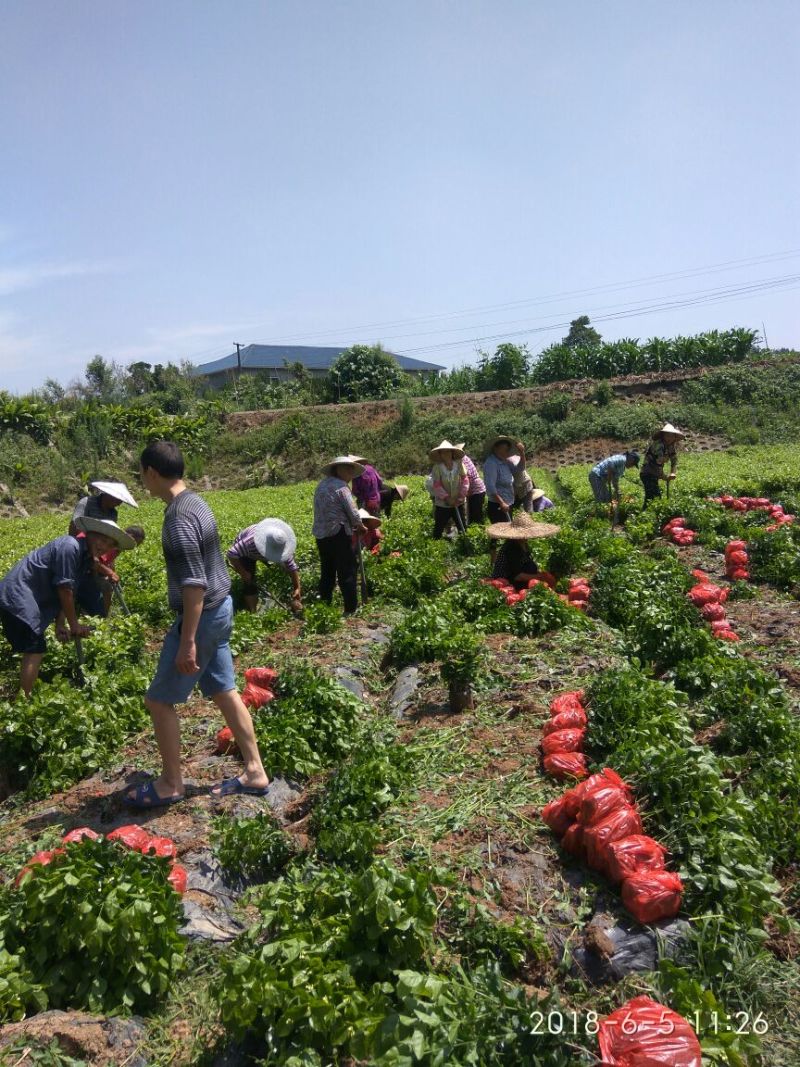 茉莉花：诚信为本。合作共赢，数量有五十万数。充足得很