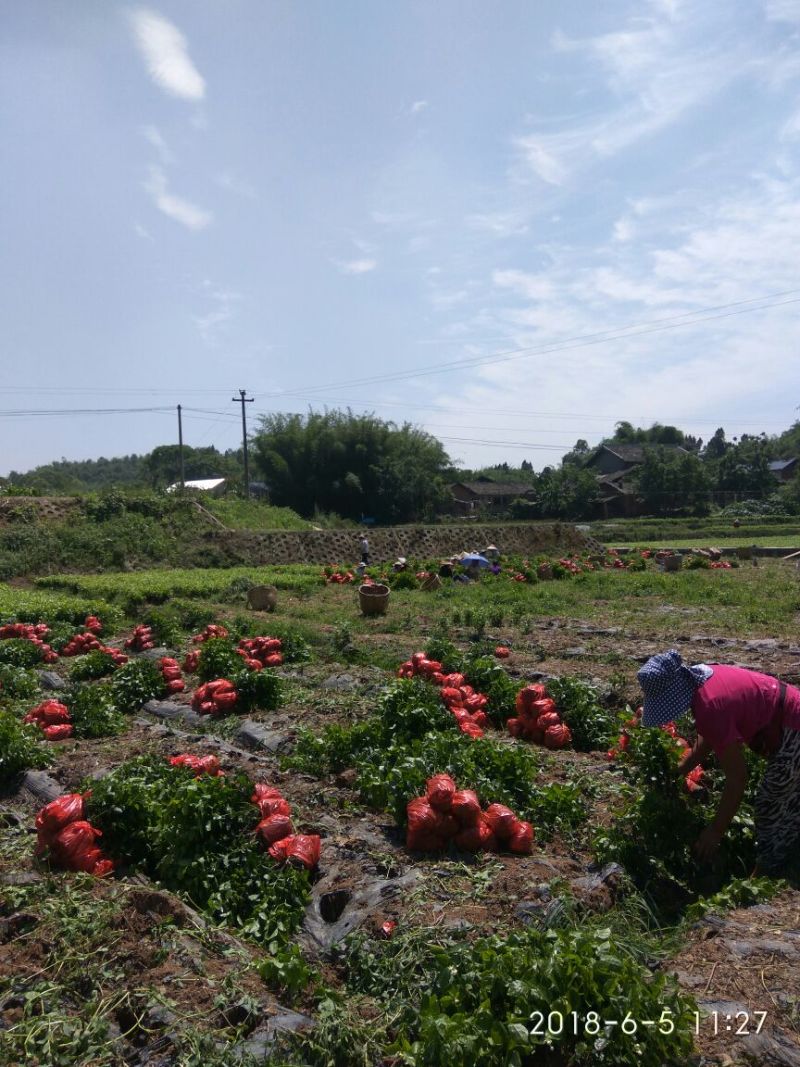 茉莉花：诚信为本。合作共赢，数量有五十万数。充足得很