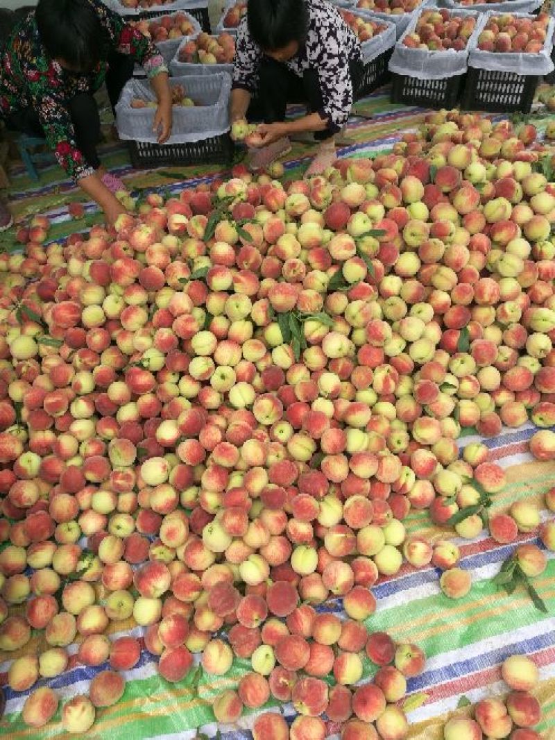 新鲜桃子脆甜大量上市量大从优产地直销欢迎致电