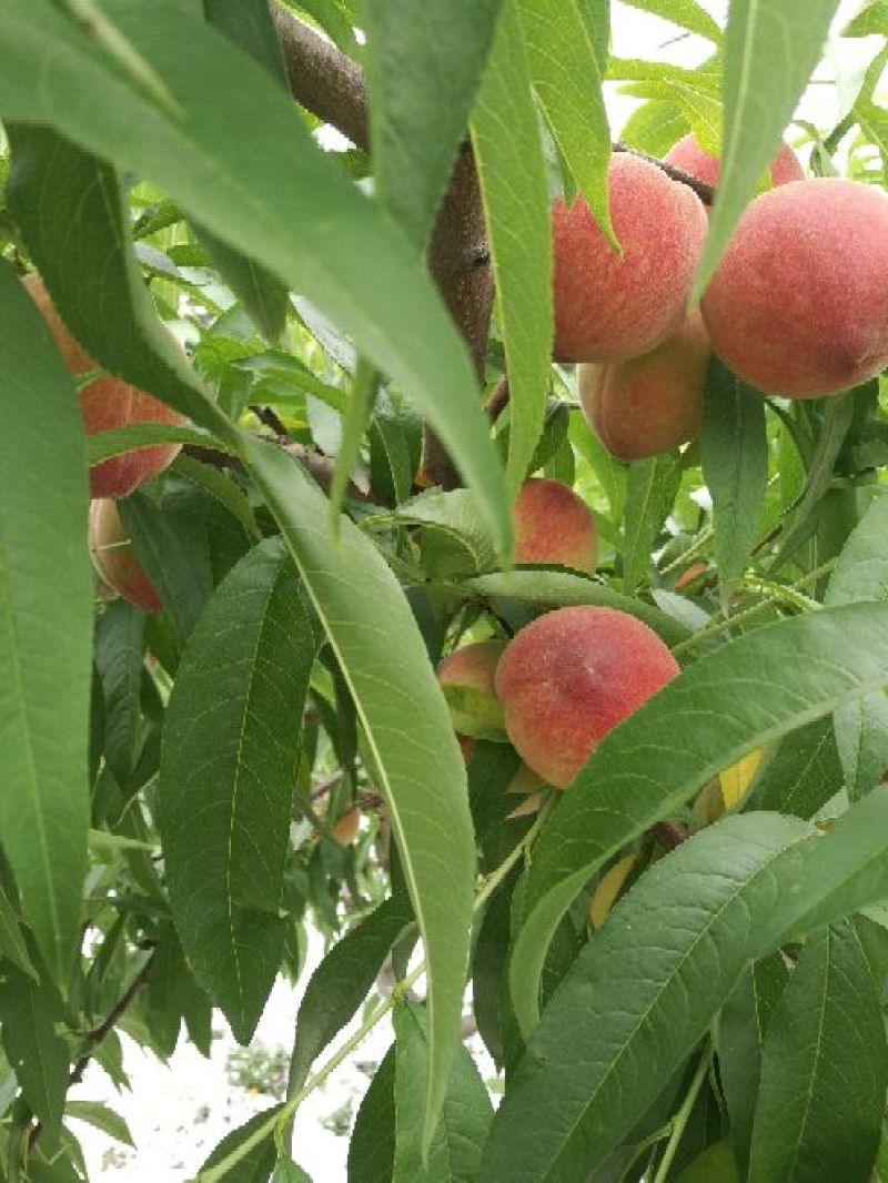新鲜桃子脆甜大量上市量大从优产地直销欢迎致电