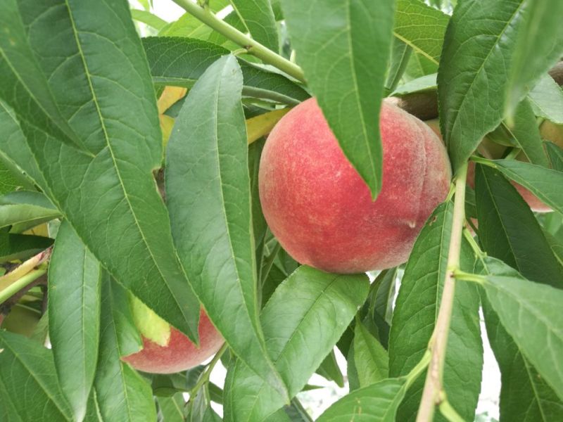 新鲜桃子脆甜大量上市量大从优产地直销欢迎致电
