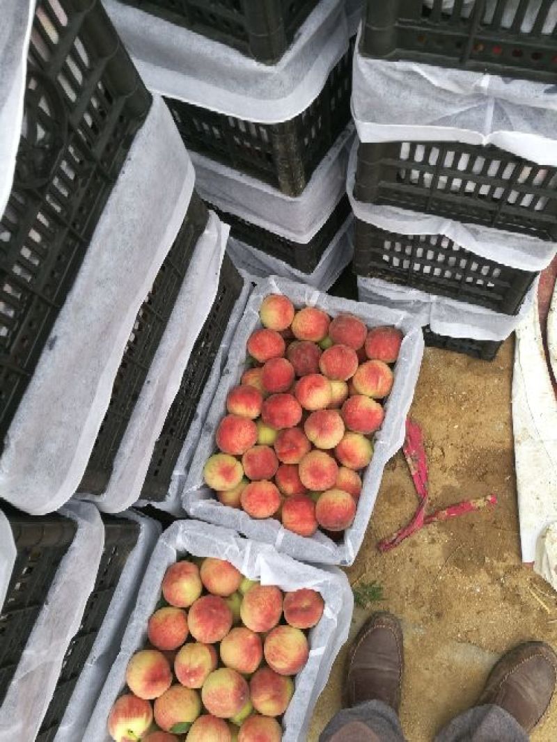 新鲜桃子脆甜大量上市量大从优产地直销欢迎致电
