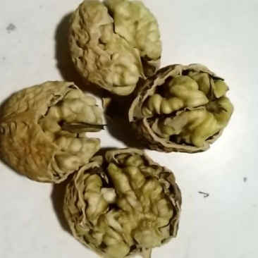 薄皮核桃