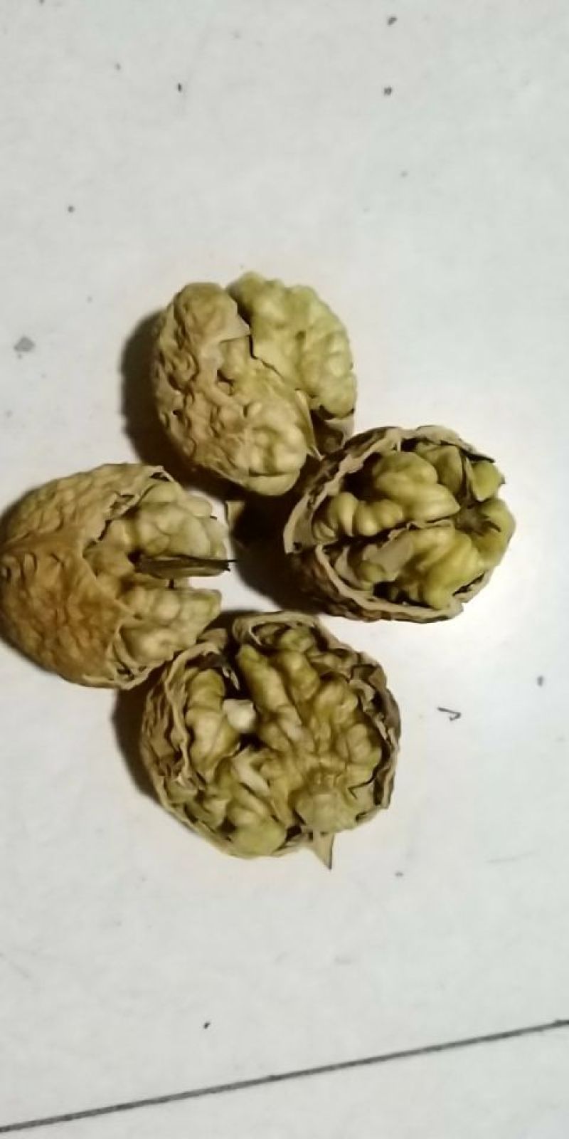 薄皮核桃
