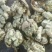 薄皮核桃