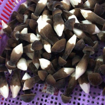 黑皮鸡枞