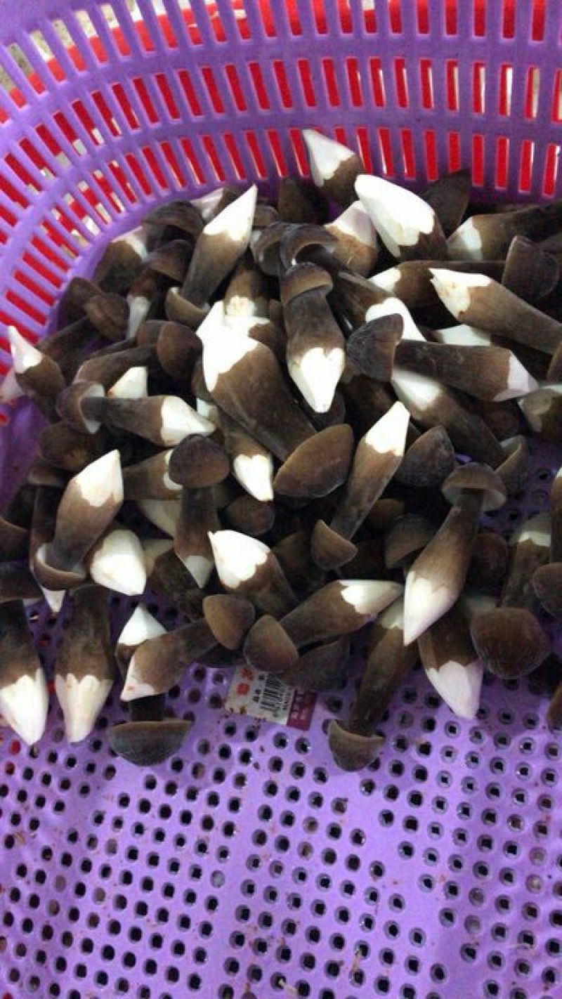 黑皮鸡枞