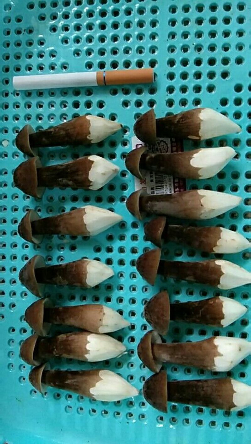黑皮鸡枞