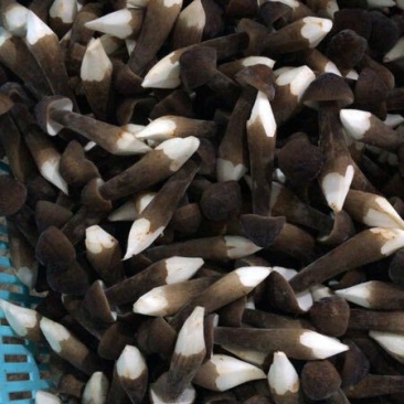 黑皮鸡枞