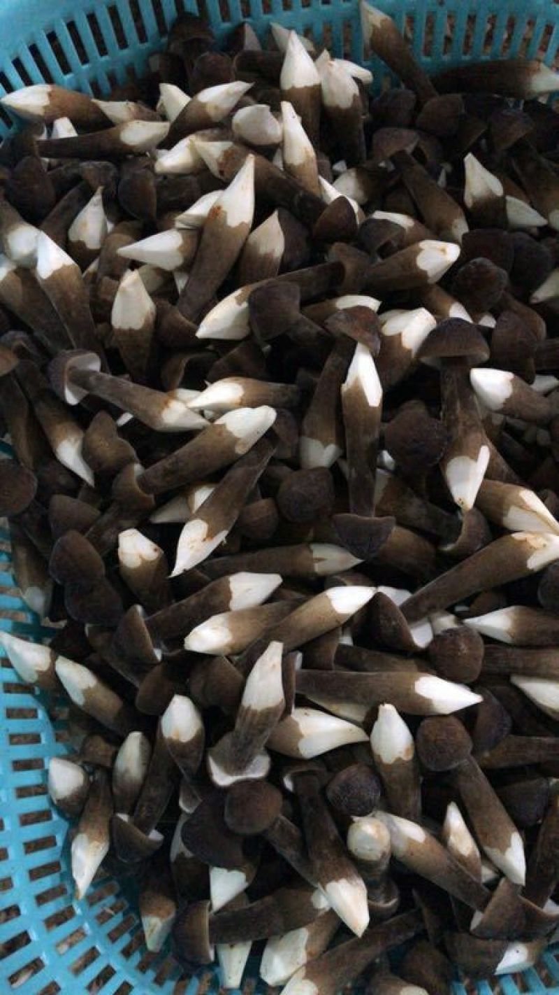 黑皮鸡枞