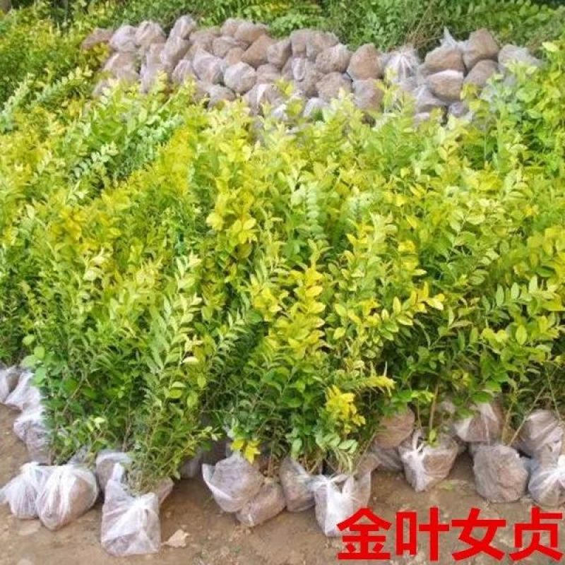 绿化苗木金叶女贞