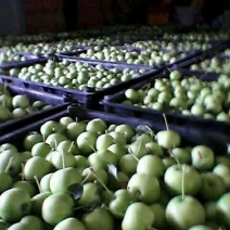 小苹果青果海棠果罐头用果大量有货价格合理