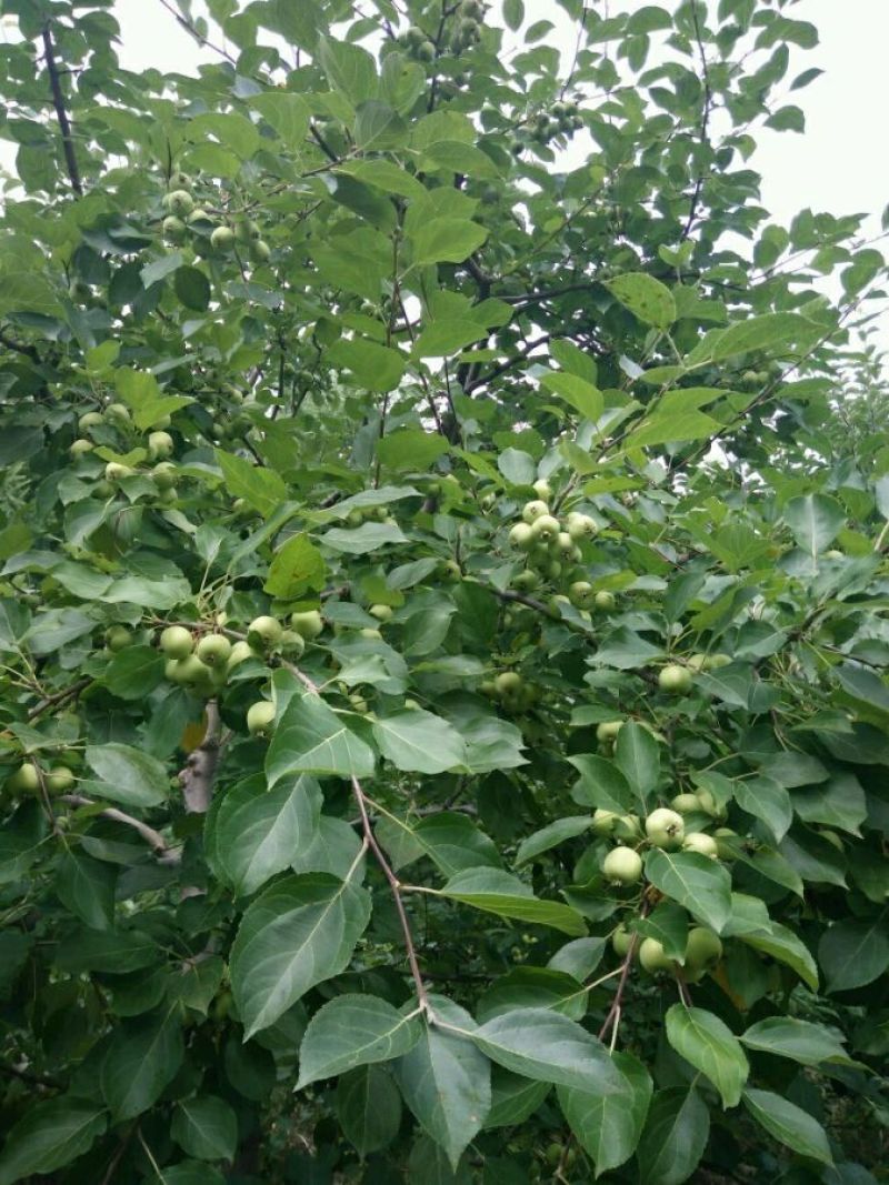 小苹果青果海棠果罐头用果大量有货价格合理
