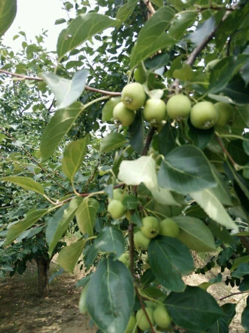小苹果青果海棠果罐头用果大量有货价格合理