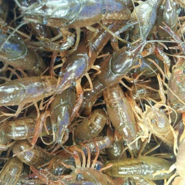 小龙虾苗深水虾苗