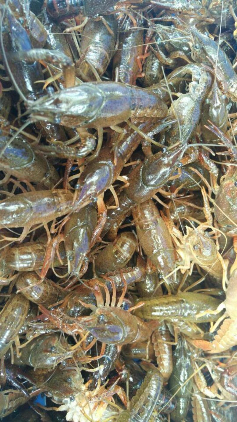 小龙虾苗深水虾苗