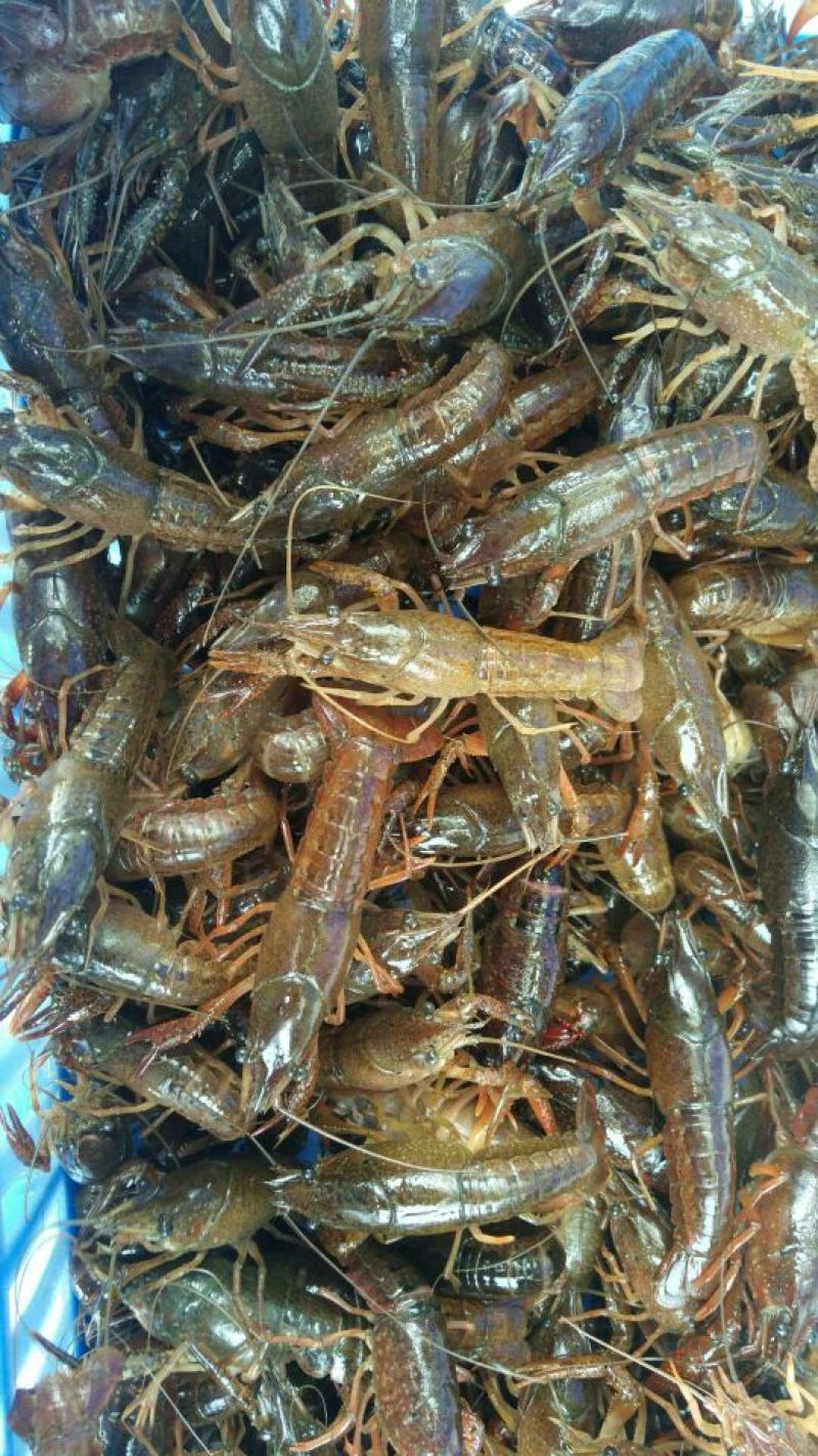 小龙虾苗深水虾苗
