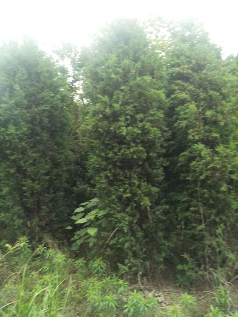 精品河南桧柏
