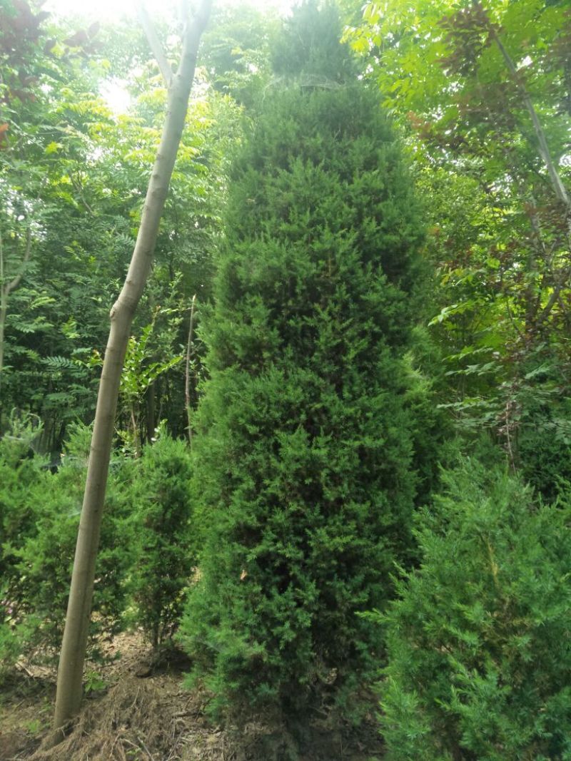 精品河南桧柏