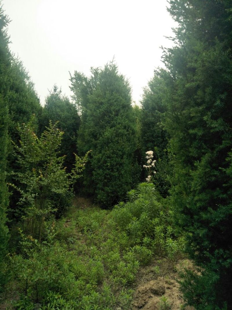 精品河南桧柏