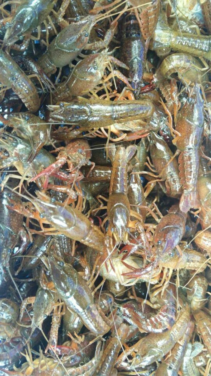 龙虾苗小龙虾苗