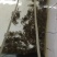 蟹苗统货苗45~55头/斤