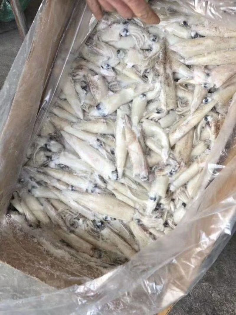 加州笔管鱼含籽量高