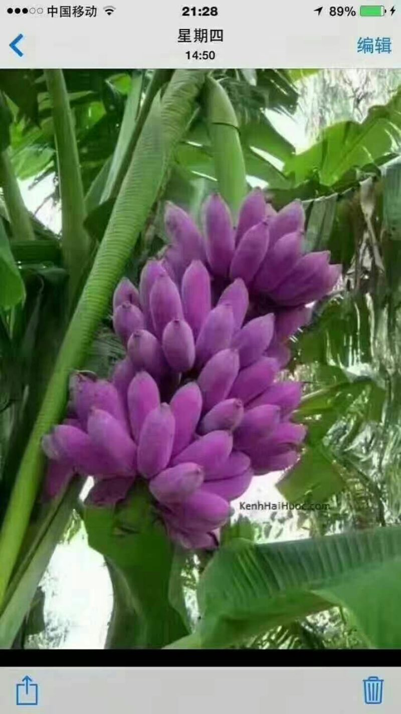 香蕉苗粉蕉苗