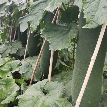 大量出售铁心黑皮吊瓜