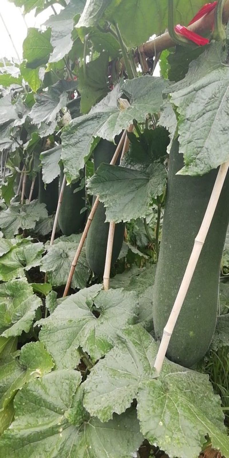 大量出售铁心黑皮吊瓜
