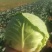 圆包菜