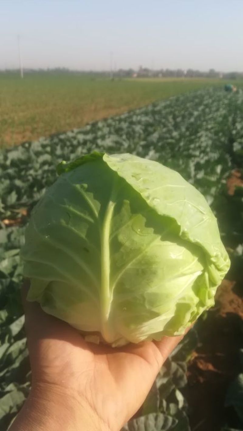 圆包菜