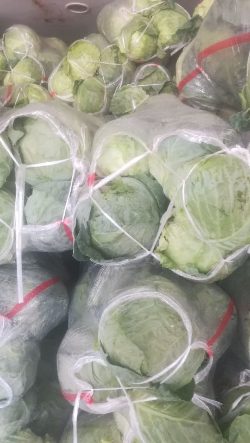 圆包菜