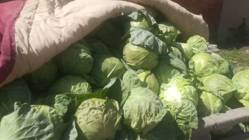 圆包菜