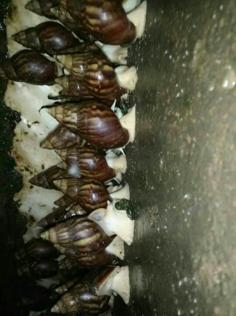 白玉蜗牛