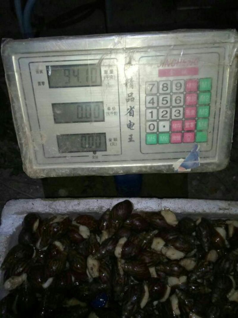 白玉蜗牛