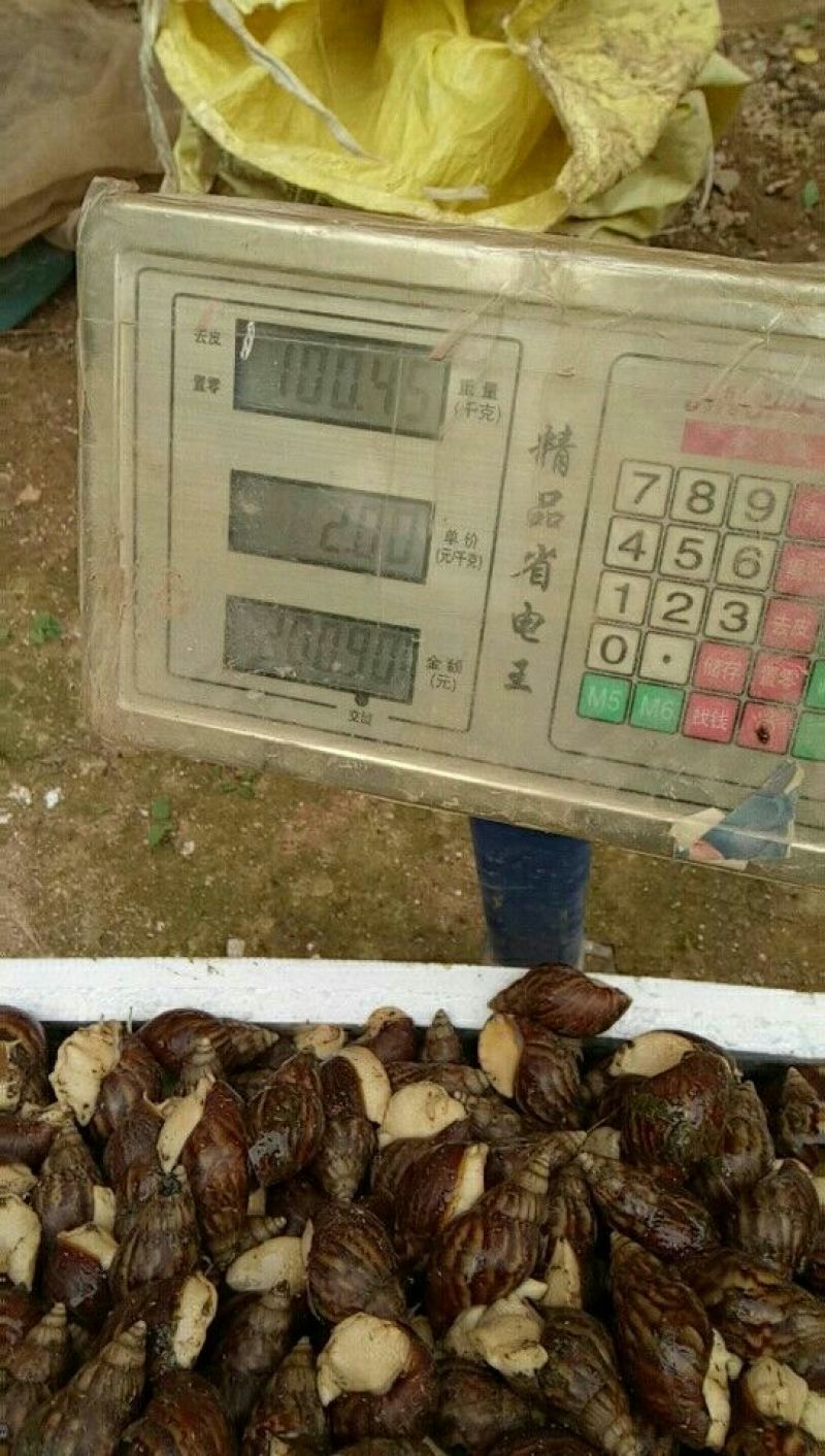 白玉蜗牛