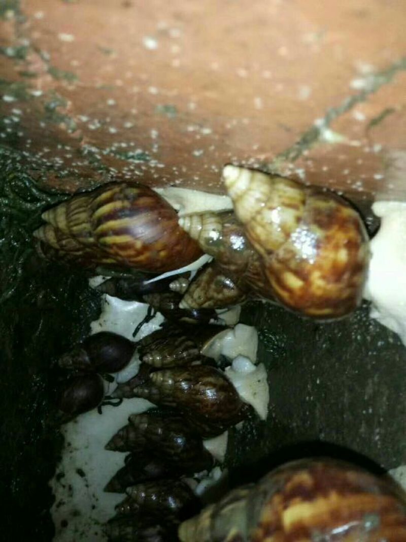 白玉蜗牛
