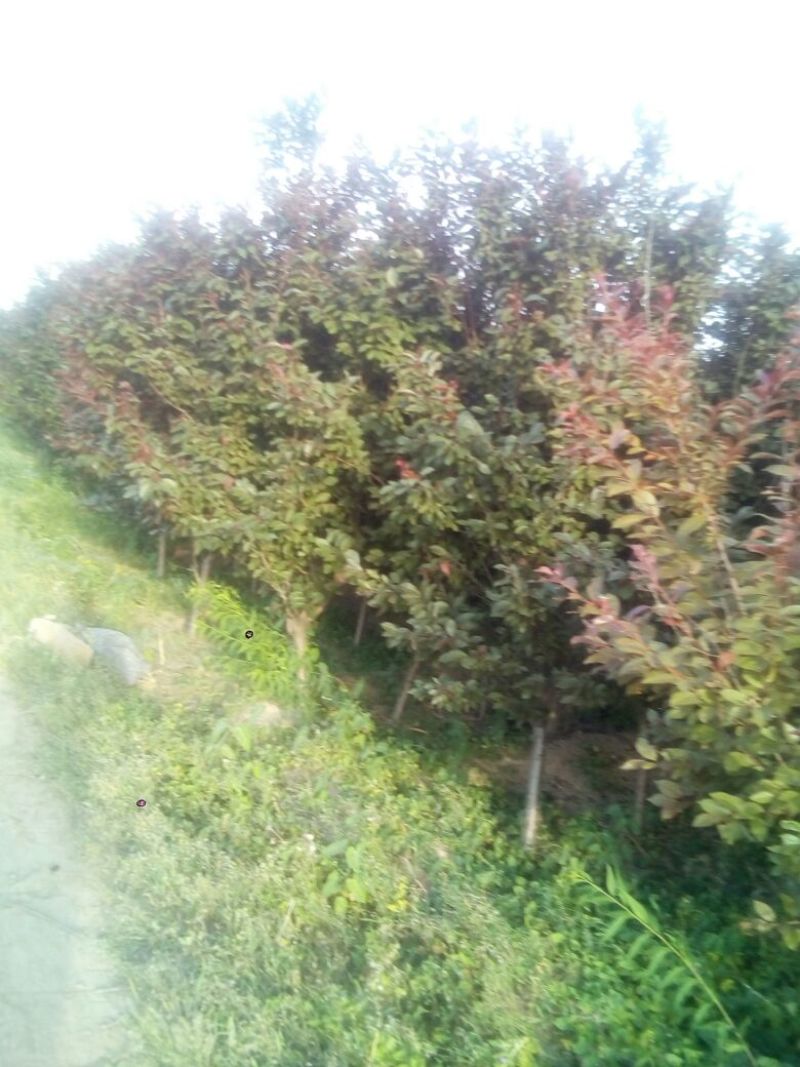 紫叶李