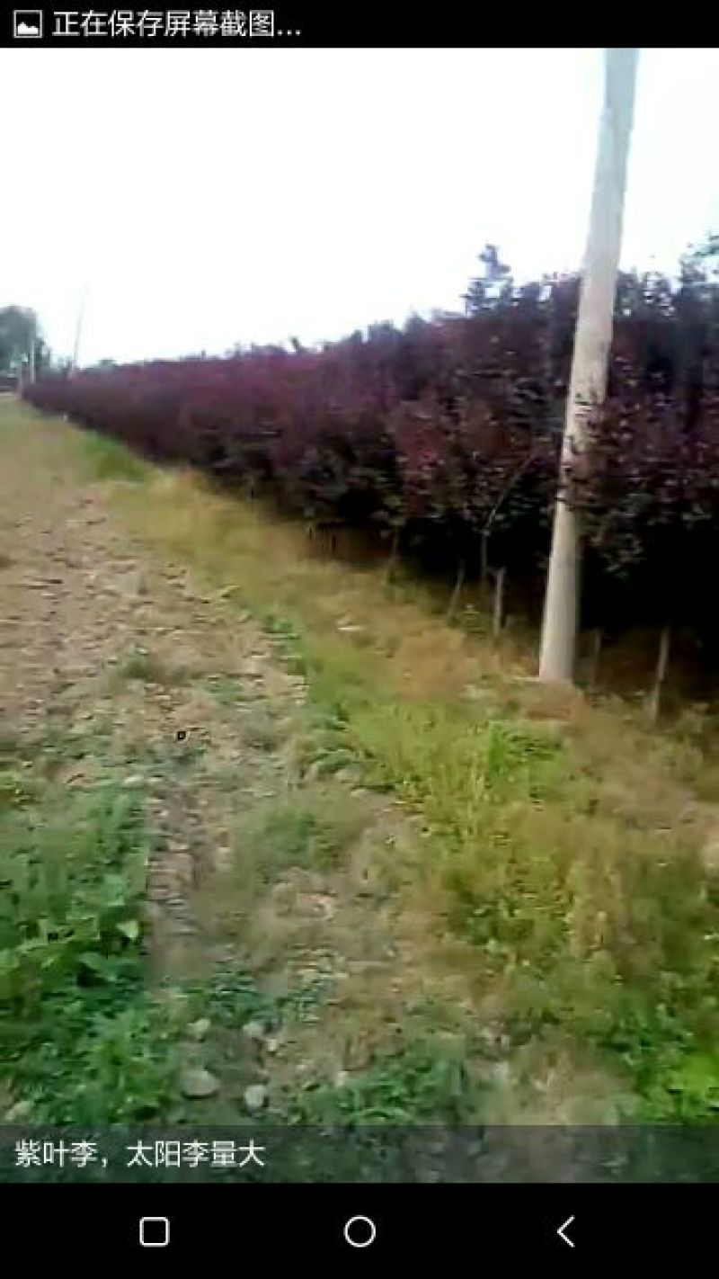 紫叶李