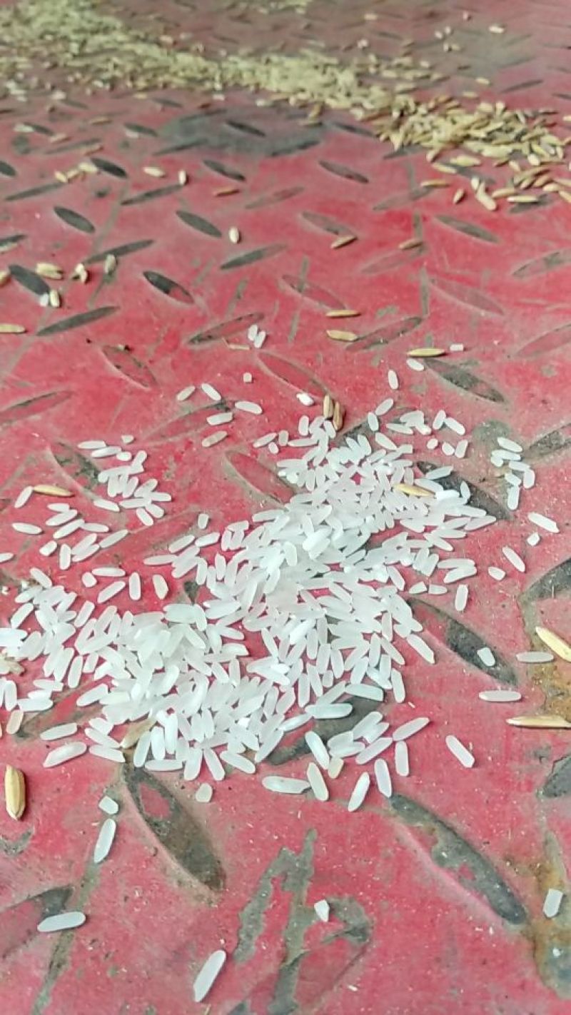 大米黄华占