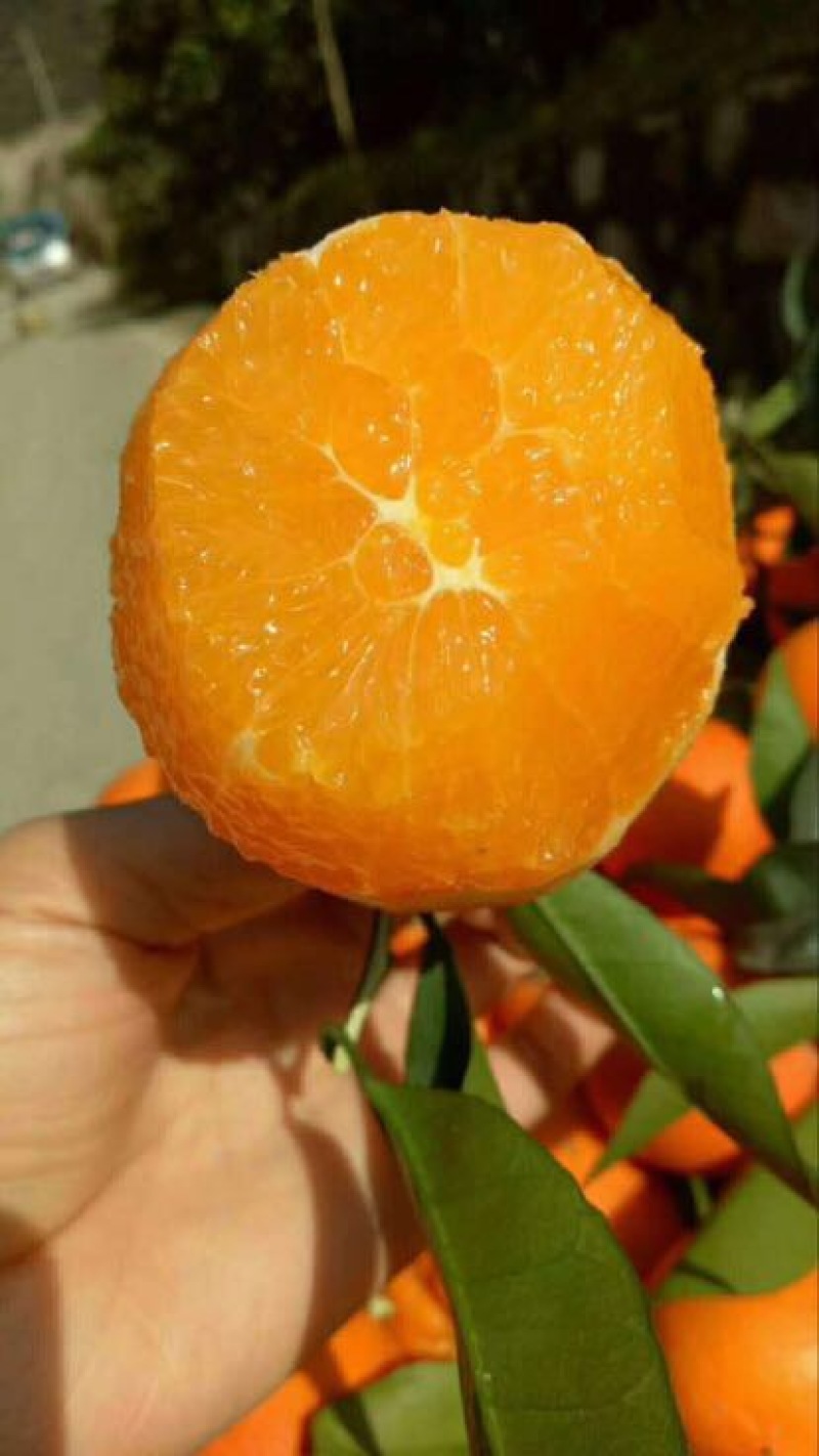 夏橙又大又甜，量大从优欢迎咨询订购