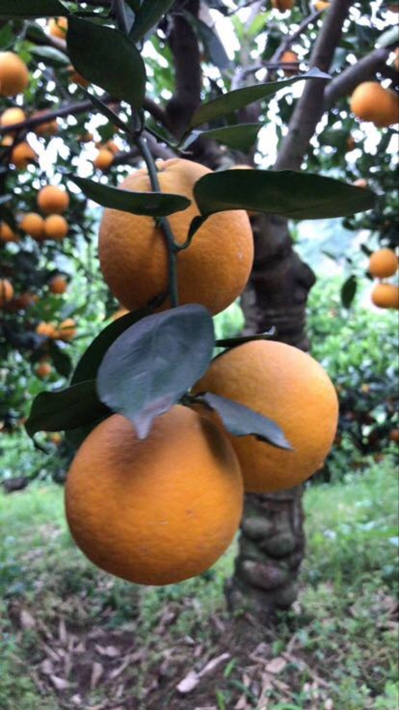 夏橙又大又甜，量大从优欢迎咨询订购
