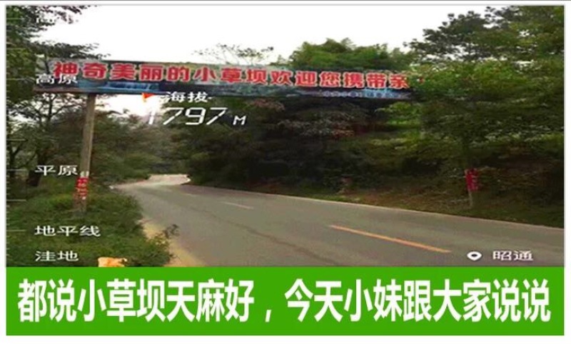 天麻粉
