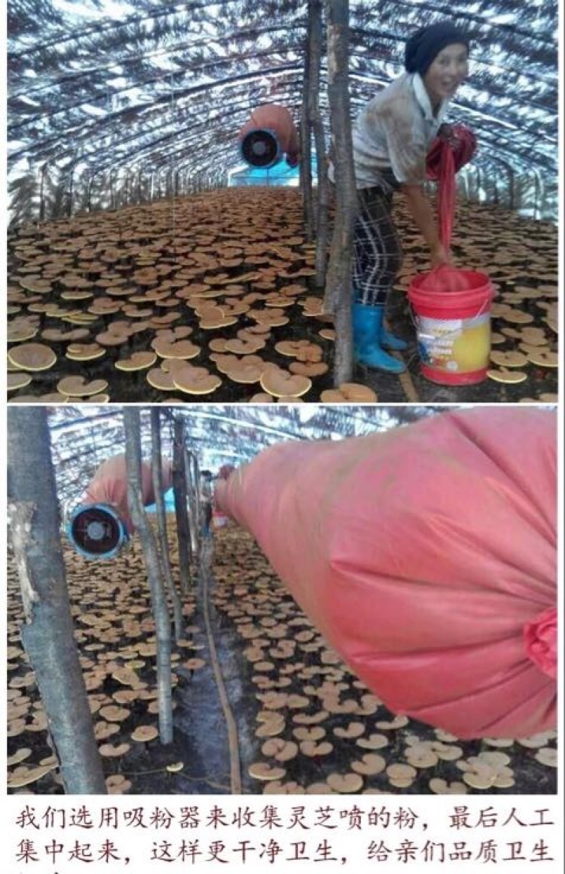 灵芝孢子粉8公分以下
